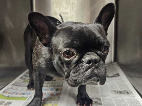 Photo of Tropicana, adoptable French Bulldog in Van Nuys, California