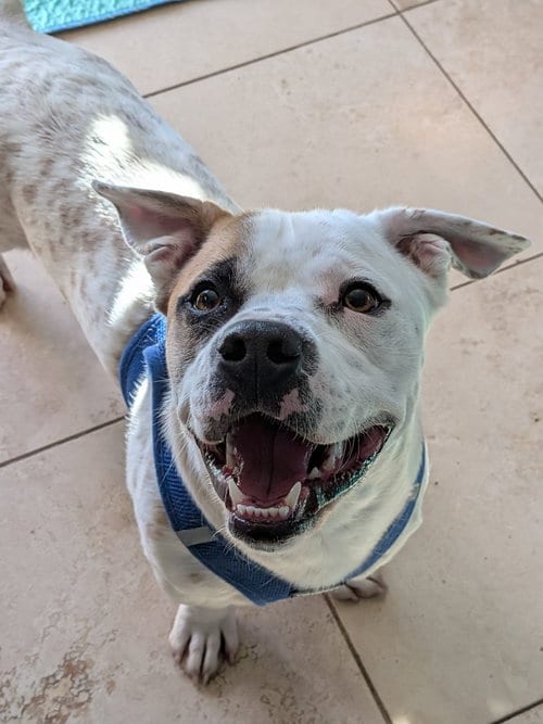 Photo of Coy #2, adoptable Unknown breed (short coat) in Aurora, Colorado