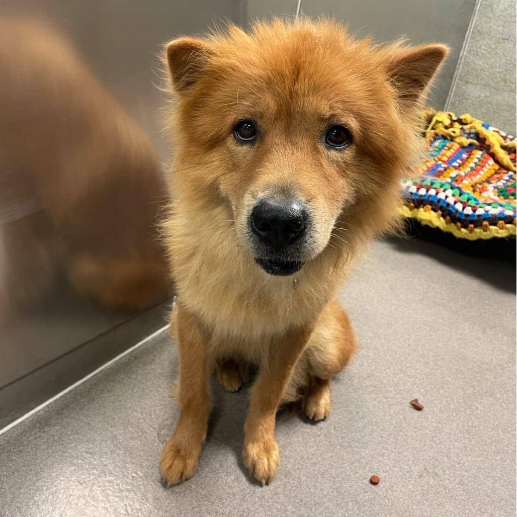 Photo of Codename: Roxy, adoptable Chow Chow / Mix in Baltimore, Maryland