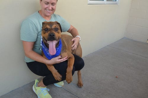 Photo of Brake Pad, adoptable Shepherd in McKinney, Texas