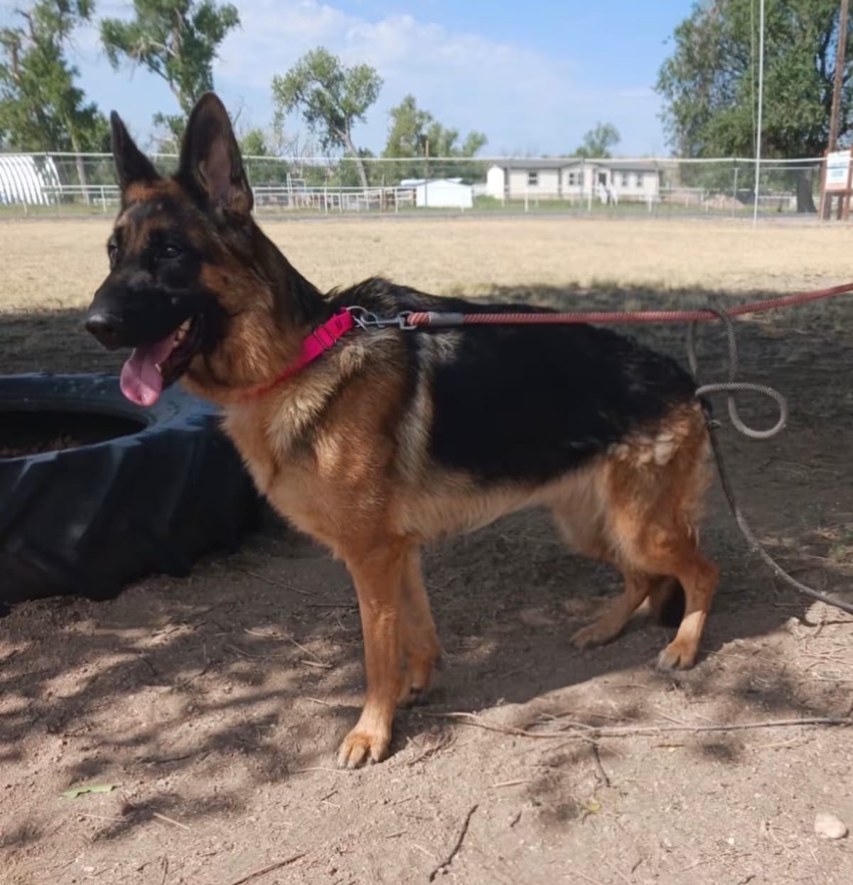 Photo of Ellie Mae, adoptable German Shepherd Dog in Denver, Colorado