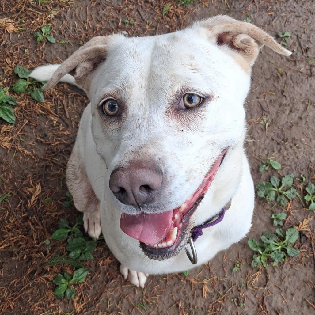 Photo of Destiny, adoptable Mixed Breed (Medium)