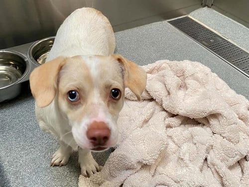 Photo of Pringle, adoptable Parson Russell Terrier in Orange, California
