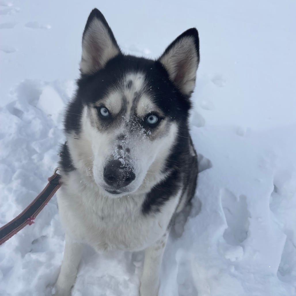 Photo of Sleven, adoptable Husky, Siberian in West Des Moines, Iowa