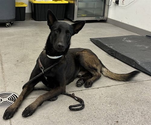 Photo of Arthur, adoptable Belgian Shepherd Malinois in Mesa, Arizona