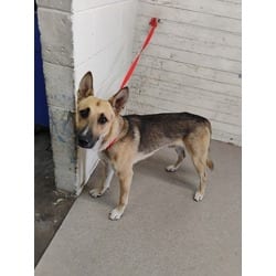 Photo of Rocky, adoptable German Shepherd Dog in San Bernardino, California