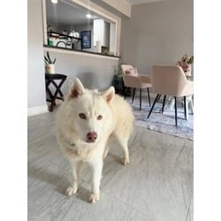 Photo of Pink Nose, adoptable Husky in Baton Rouge, Louisiana