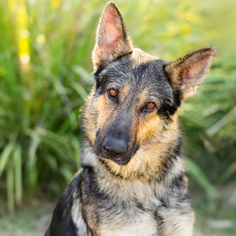 Photo of Rex, adoptable German Shepherd Dog in Camarillo, California