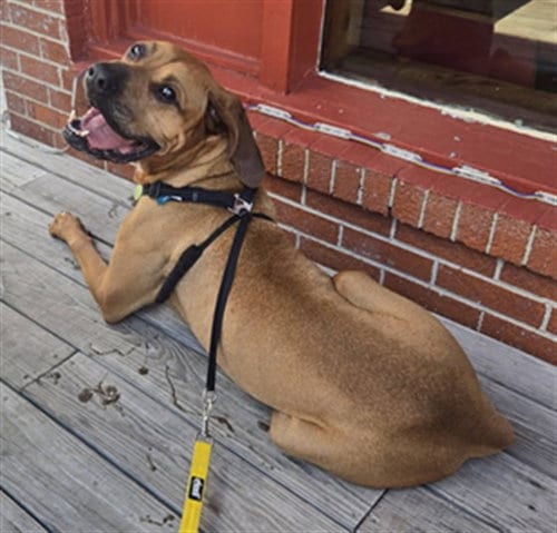 Photo of Sampson, adoptable Mastiff in Clyde, North Carolina