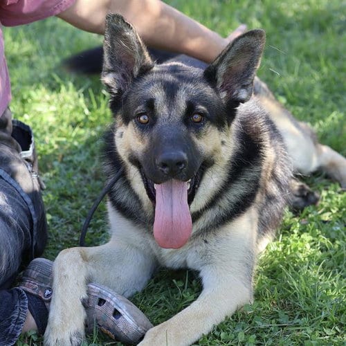 Photo of Squirrel, adoptable German Shepherd Dog in Modesto, California