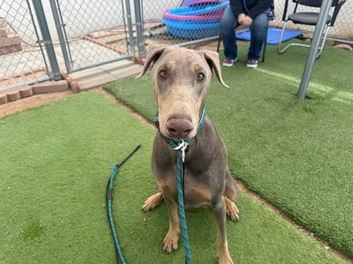 Photo of Jax, adoptable Doberman Pinscher in Mesa, Arizona