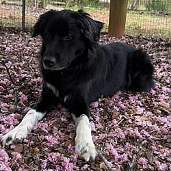 Photo of Myla, adoptable Border Collie in Salisbury, North Carolina