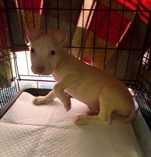 Photo of Bianca, adoptable Terrier in Dana Point, California