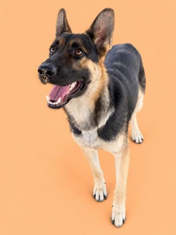 Photo of Ziggy, adoptable German Shepherd Dog in HESPERIA, California