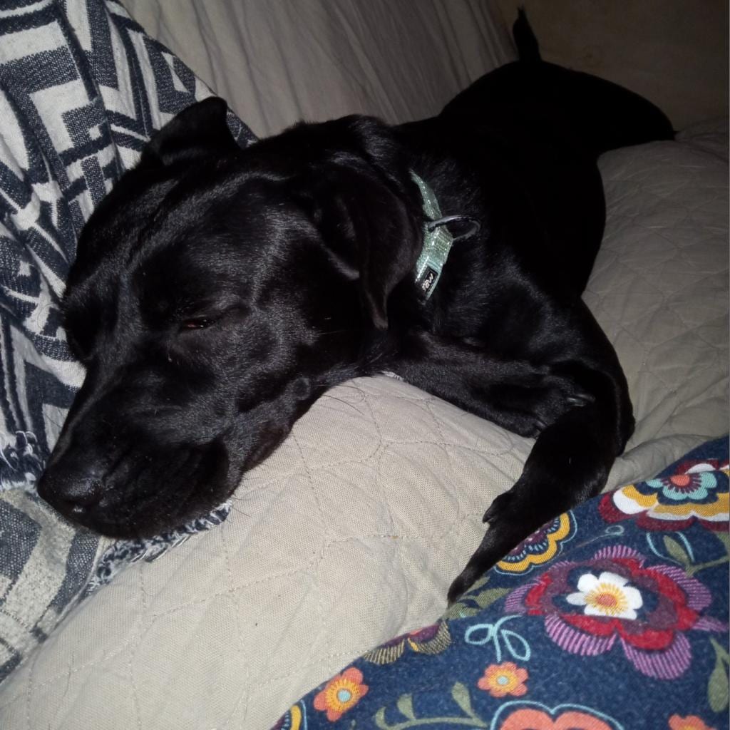 Photo of Basalt, adoptable Retriever, Black Labrador / Mix in San Antonio, Texas