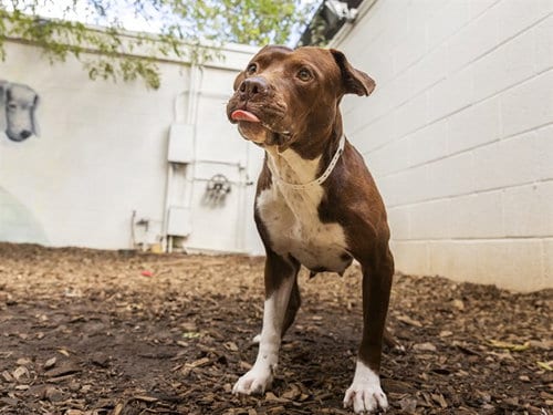 Photo of Cheeseball, adoptable American Pit Bull Terrier in Phoenix, Arizona
