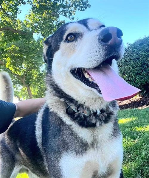 Photo of Neve Campbell, adoptable Siberian Husky in Sacramento, California