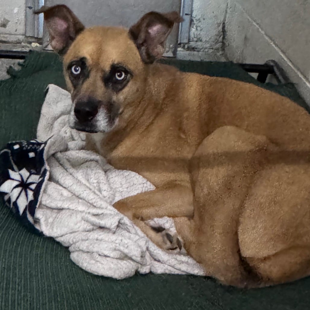 Photo of Spirit, adoptable Mixed Breed (Medium) in Summerville, South Carolina