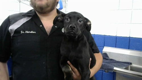 Photo of Jengo, adoptable Labrador Retriever in Albuquerque, New Mexico