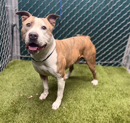 Photo of Shaq, adoptable Pit Bull Terrier in Downey, California