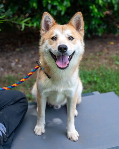 Photo of Chow Chow, adoptable dog in Chamblee, Georgia