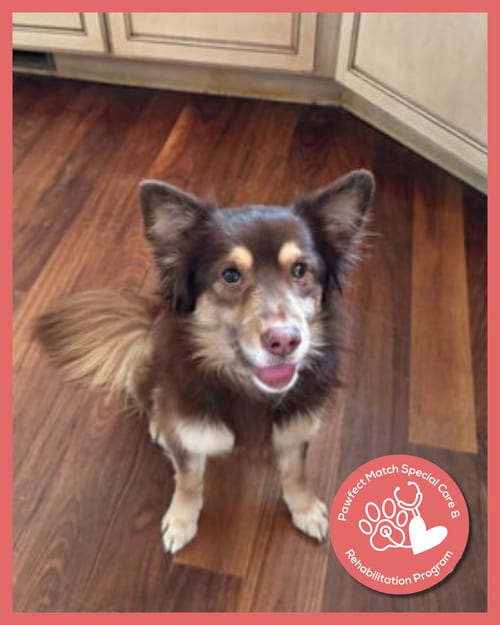 Photo of Chou, adoptable Chihuahua in Holly Springs, North Carolina