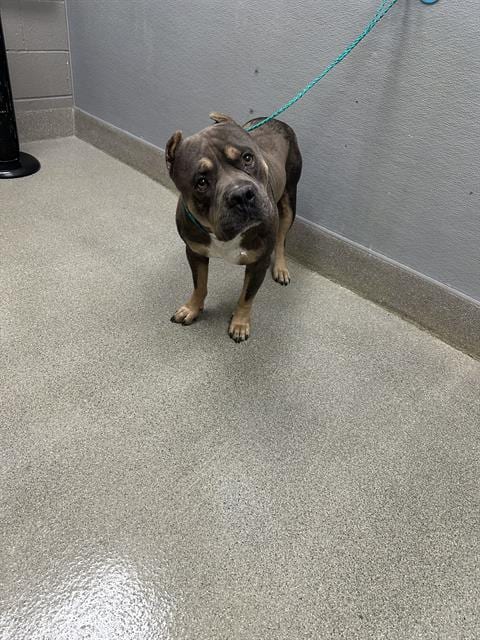 Photo of Leaf, adoptable Pit Bull Terrier in Las Vegas, Nevada