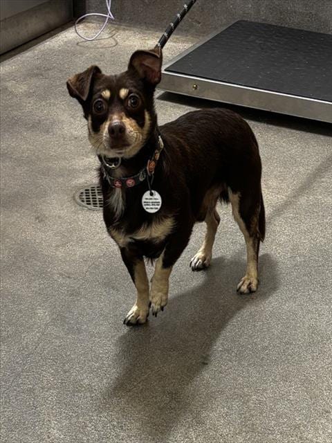 Photo of Davin, adoptable Chihuahua in Forestville, Maryland