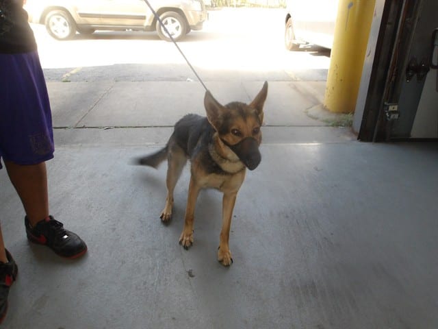 Photo of Kira, adoptable German Shepherd Dog in Chicago, Illinois