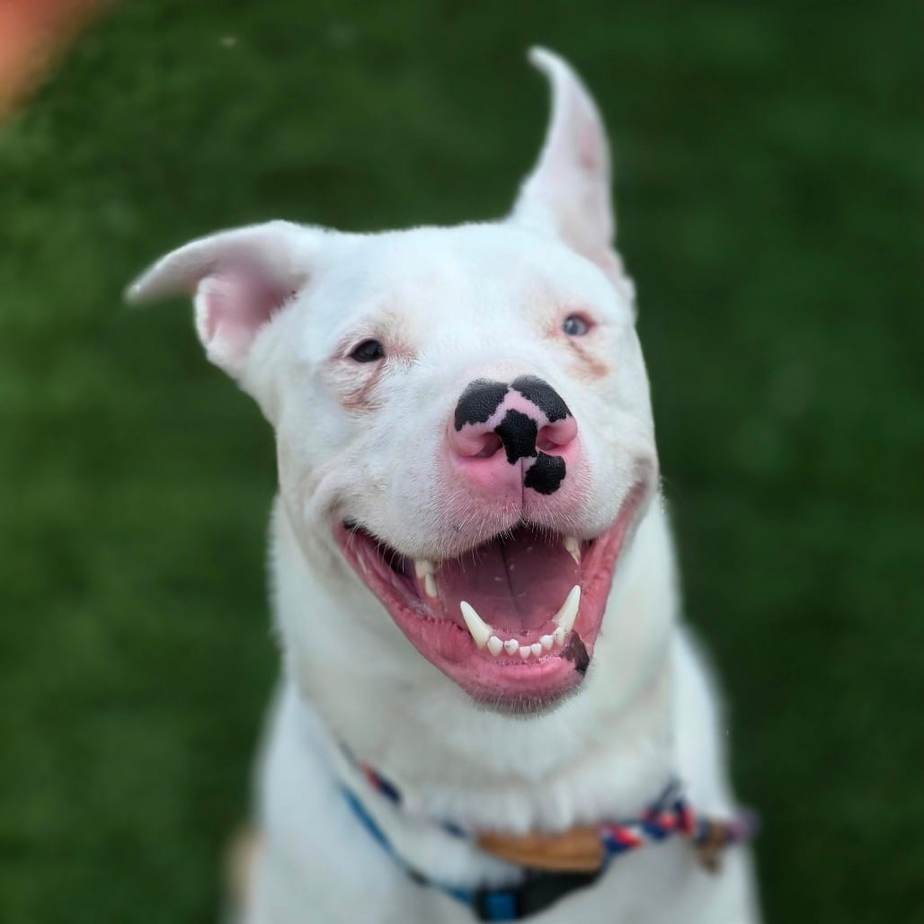 Photo of Arlo(Real Name) - Was Max, adoptable Terrier, Pit Bull / Husky in Hayden, Idaho