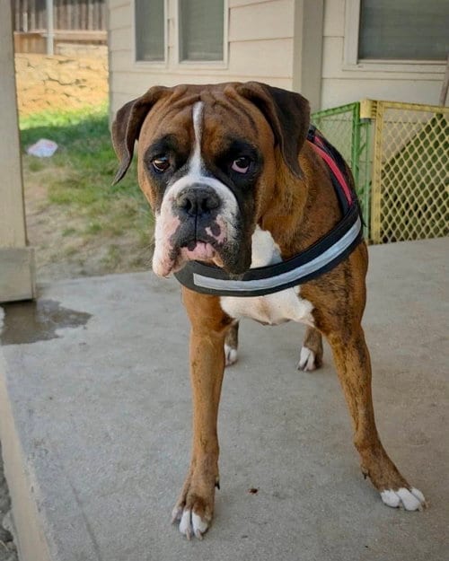 Photo of Gigi, adoptable Boxer in Monticello, New Jersey
