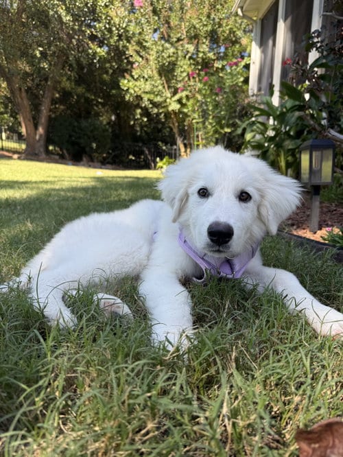 Photo of Sampson, adoptable Great Pyrenees in Holly Springs, North Carolina