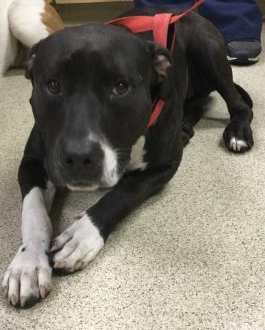 Photo of Baby, adoptable Pit Bull Terrier in Riverside, California