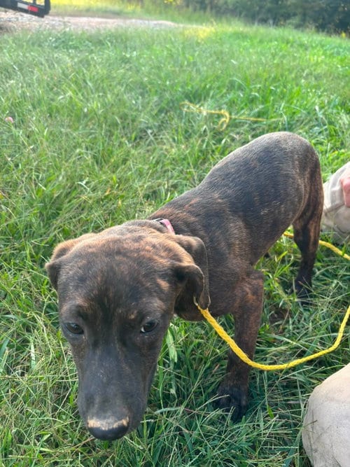 Photo of Dewdrop (4mo, 25lbs), adoptable Hound in Hinton, West Virginia