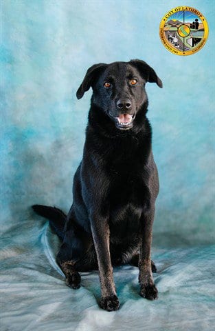 Photo of Bodie, adoptable Labrador Retriever in Lathrop, California