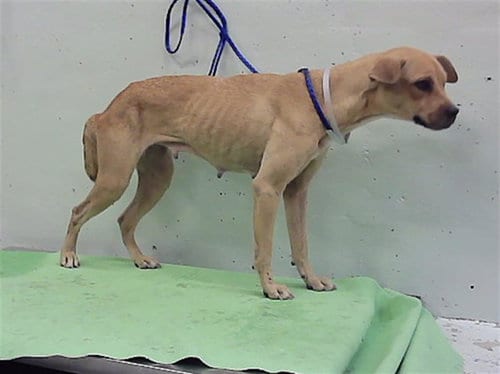 Photo of A2102430, adoptable Staffordshire Bull Terrier in Houston, Texas