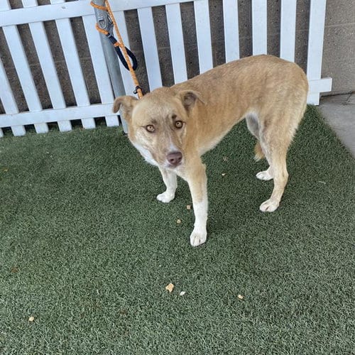Photo of Bailee, adoptable Anatolian Shepherd in Modesto, California