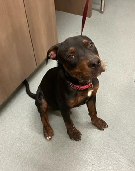 Photo of Fleetwood, adoptable Rottweiler in Baytown, Texas