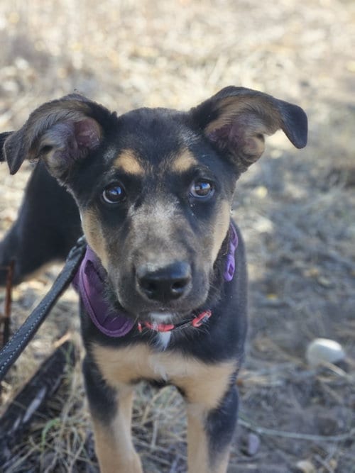 Photo of Manicotti, adoptable German Shepherd Dog in Monte Vista, Colorado