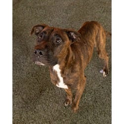 Photo of Lola, adoptable Terrier (Unknown Type, Medium) in Doral, Florida