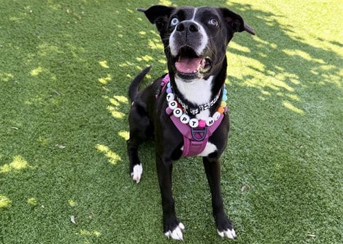 Photo of Storm, adoptable Labrador Retriever in Ft Lauderdale, Florida