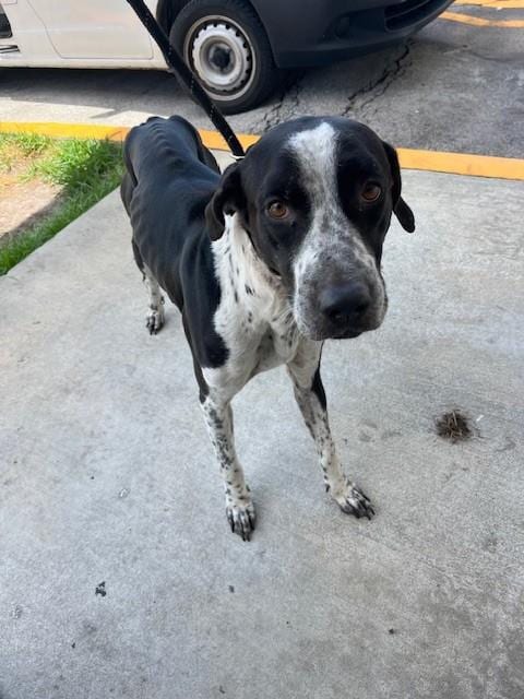 Photo of Dove, adoptable Labrador Retriever in Miami, Florida