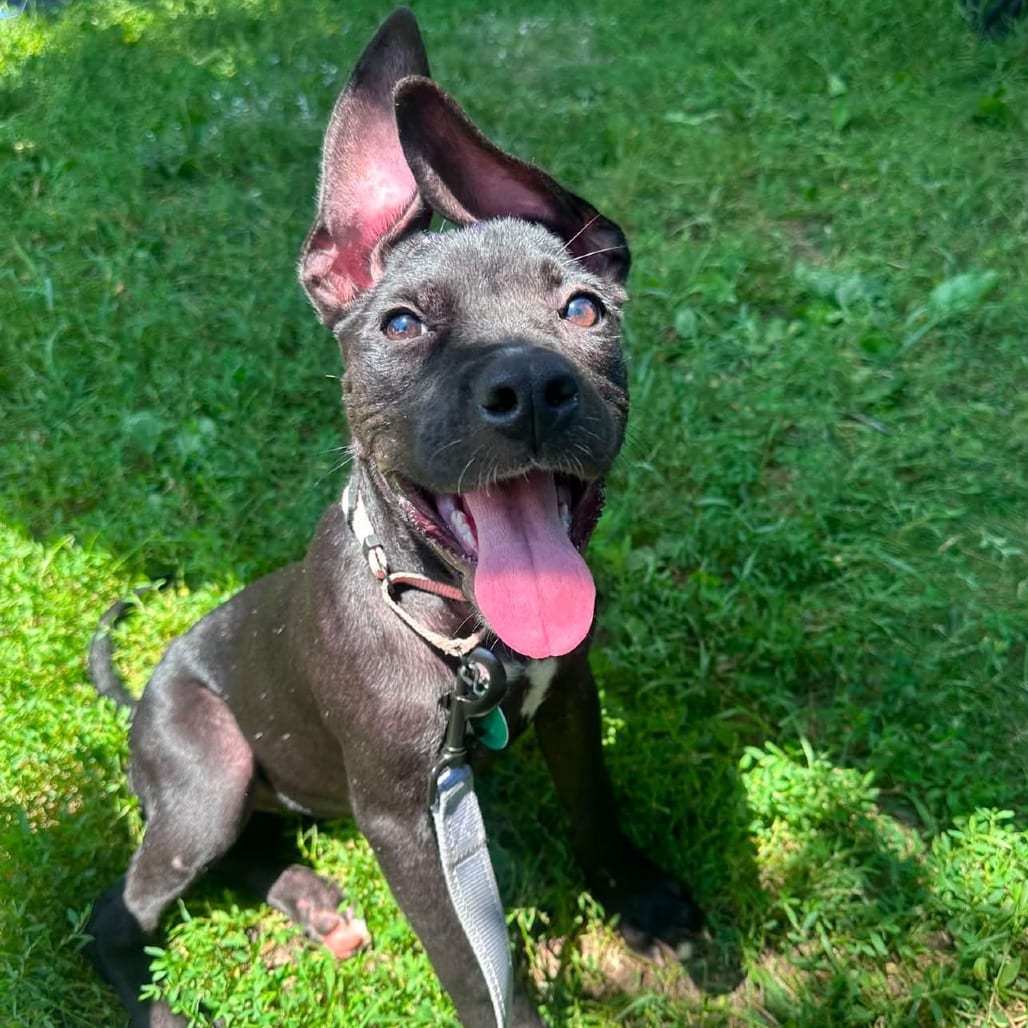 Photo of Cumulo, adoptable Mixed Breed (Medium) in Buffalo, Minnesota