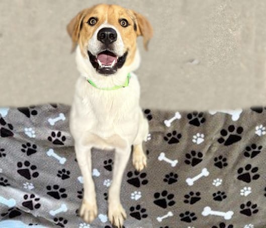 Photo of Muffin, adoptable dog
