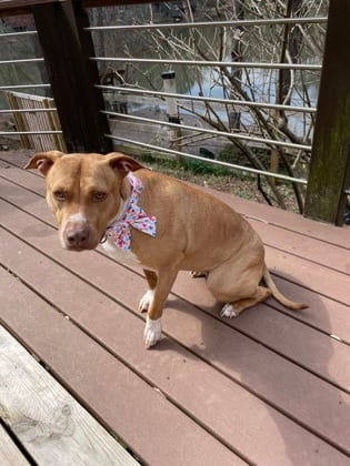 Photo of Sagittarius, adoptable dog in Chamblee, Georgia