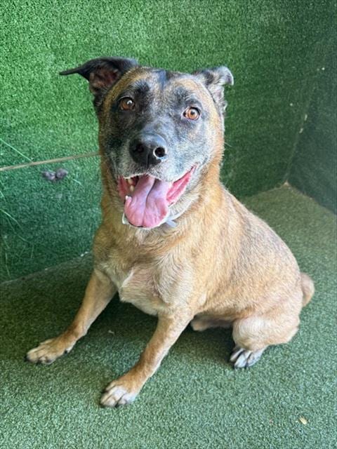 Photo of Maximus, adoptable German Shepherd Dog in Lancaster, California