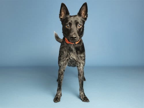 Photo of Donte, adoptable Australian Cattle Dog/Blue Heeler in Phoenix, Arizona