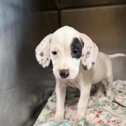 Photo of Purdy Reeves 5439, adoptable Hound (Unknown Type) in Loxahatchee, Florida