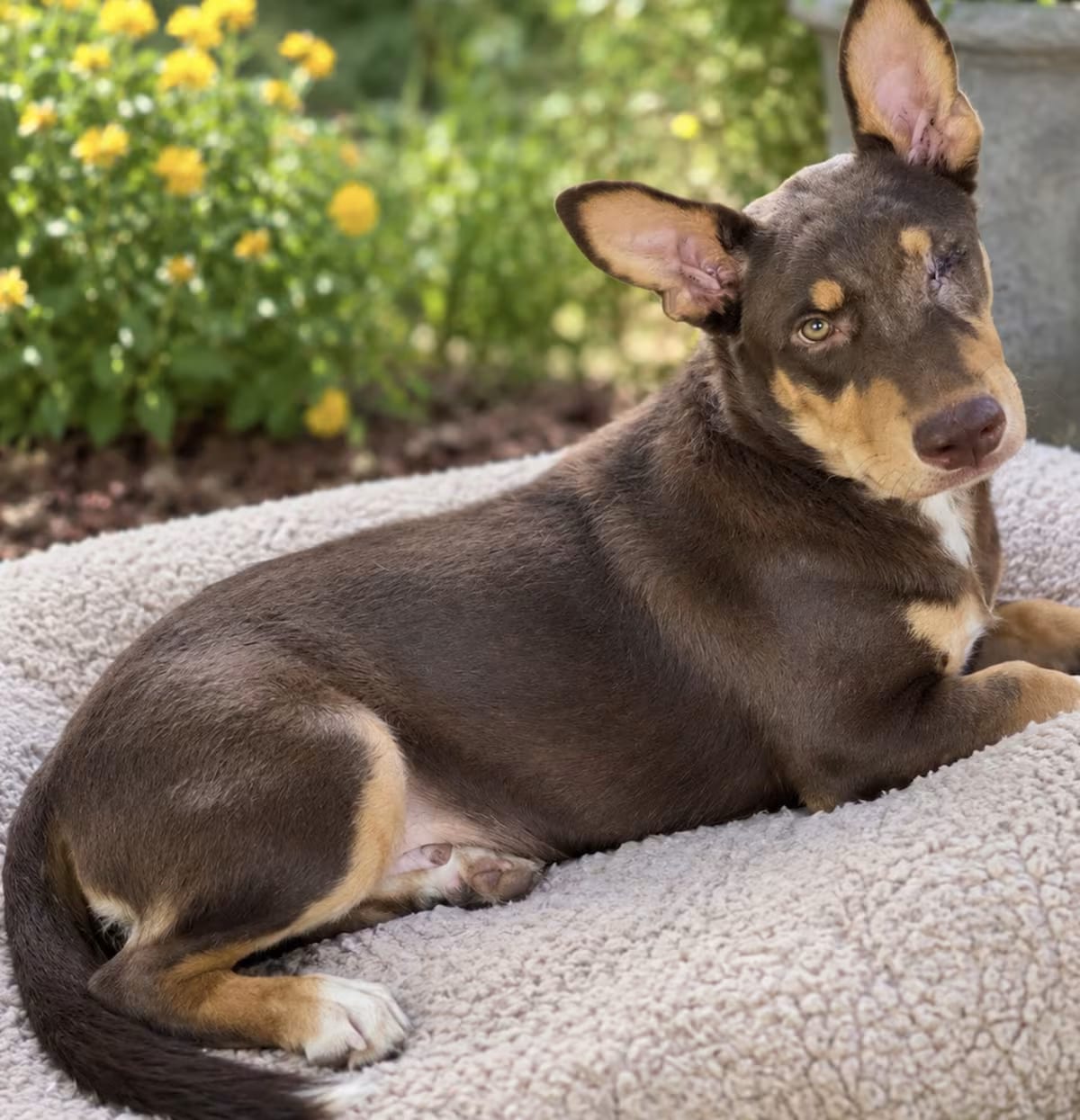 Photo of Rusty, adoptable Labrador Retriever/Australian Kelpie in Pittsburgh, Pennsylvania