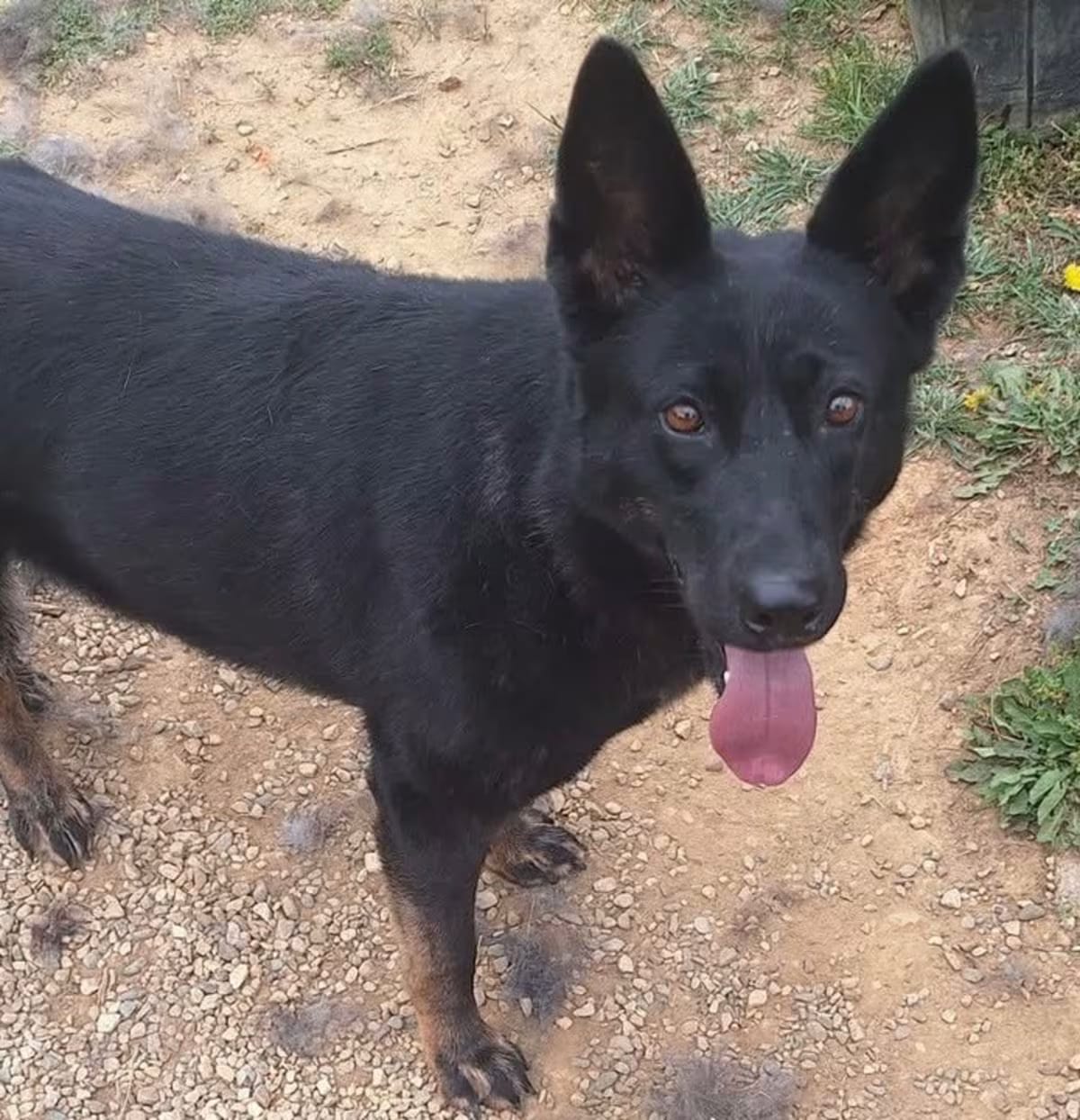 Photo of Yukon, adoptable Shepherd (Unknown Type) in Christiansburg, Virginia